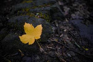 Autumn forest nature. Abstract closeup orange leaf on rocks on woodland pathway. Panoramic nature sunlight blurred forest sunny path landscape. Adventure seasonal colorful autumnal background panorama photo