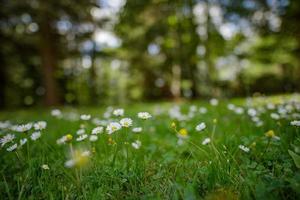 Abstract soft focus daisy meadow landscape. Beautiful grass meadow fresh green blurred foliage. Tranquil spring summer nature closeup and blurred forest field background. Idyllic nature, happy flowers photo