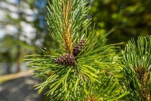 Spruce branch with young needles and a young spruce cone. Closeup tree branches forest nature landscape. Christmas background holiday symbol evergreen tree with needles. Shallow depth of field photo