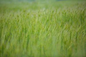 Natural texture, closeup green wheat field. Agriculture background, autumn seasonal wheat farm nature. Freshly planted growth food ingredient, beautiful rural foliage. Organic food photo