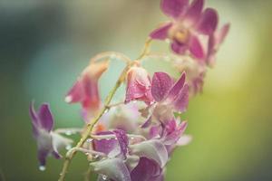 Orchid flower in rainy day tropical garden floral background. Idyllic botany nature. Blooming abstract nature, exotic blossom closeup. photo