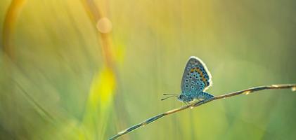 Sunset nature meadow field with butterfly as spring autumn background concept. Beautiful dry grass meadow sunset scenic. Amazing inspire nature closeup. Beauty natural colors, dream fantasy macro photo