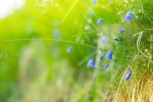 Abstract soft focus sunset field landscape of yellow flowers and grass meadow warm golden hour sunset sunrise time. Tranquil spring summer nature closeup and blurred forest background. Idyllic nature photo