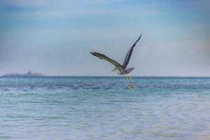 gran garza azul vuela con alas anchas en maldivas. junto al mar, fondo de vida silvestre marina en la costa. pájaro, animal en hábitat natural en la costa tropical volando. foto