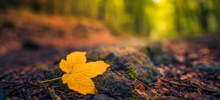 Autumn forest nature. Abstract closeup orange leaf on rocks on woodland pathway. Panoramic nature sunlight blurred forest sunny path landscape. Adventure seasonal colorful autumnal background panorama