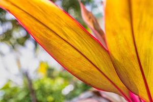 fondo de naturaleza de hojas de rayas naranjas amarillas abstractas, tono vintage. hoja con textura floral de la planta. fondo ecológico natural foto