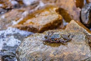 Marine wildlife, shore coast of beach. Beautiful Grapsus Albolineatus crab staying on top of wet sea rock on the beach. Soft bokeh rocks and waves background. photo