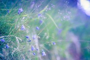 Abstract soft focus sunset field landscape of yellow flowers and grass meadow warm golden hour sunset sunrise time. Tranquil spring summer nature closeup and blurred forest background. Idyllic nature photo