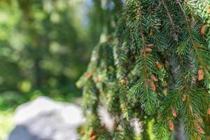 Spruce branch with young needles and a young spruce cone. Closeup tree branches forest nature landscape. Christmas background holiday symbol evergreen tree with needles. Shallow depth of field photo