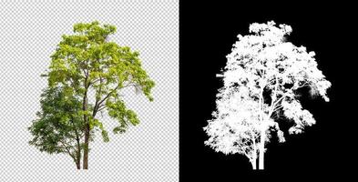 Tree on transparent picture background with clipping path, single tree with clipping path and alpha channel photo