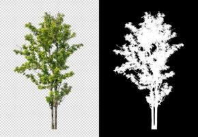 Tree on transparent picture background with clipping path, single tree with clipping path and alpha channel on black background photo