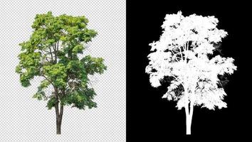 Tree on transparent picture background with clipping path, single tree with clipping path and alpha channel on black background photo