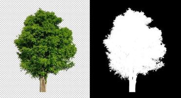 Tree on transparent picture background with clipping path, single tree with clipping path and alpha channel photo