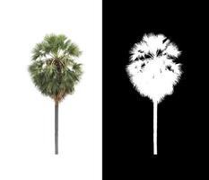 sugar palm that are isolated on a white background are suitable for both printing and web pages photo