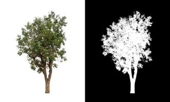 tree isolated on white background with clipping path and alpha channel photo