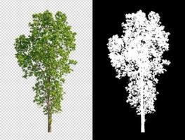 Tree on transparent picture background with clipping path, single tree with clipping path and alpha channel on black background photo