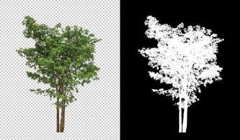 Tree on transparent picture background with clipping path, single tree with clipping path and alpha channel photo