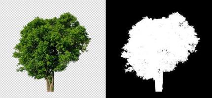 Tree on transparent picture background with clipping path, single tree with clipping path and alpha channel photo