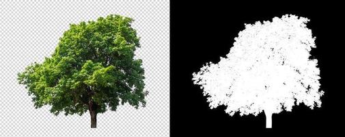 Tree on transparent picture background with clipping path, single tree with clipping path and alpha channel on black background photo