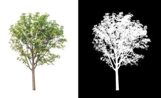 tree isolated on white background with clipping path and alpha channel photo