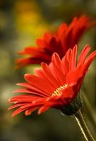 Two maroon Barberton Daisies . Side view . Close up photo