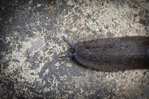 close up Slug or land slug on ground photo