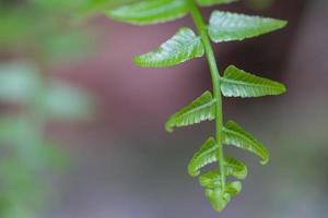 Close up green leaf photo