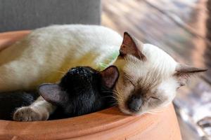 White mother cat sleeping hugging a black kitten photo