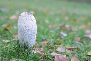 Young crested inkling growing on forest floor between moss and needles. Nature photo