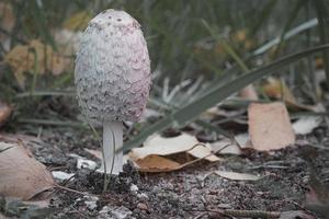 Young crested inkling growing on forest floor between moss and needles. Nature photo