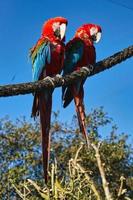 retrato de dos guacamayos rojos en una rama. el pájaro loro es una especie en peligro de extinción foto