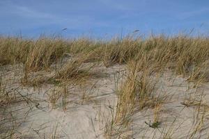 dunas de arena en la orilla del mar báltico. hierba marram que crece en la arena. paisaje con vista al mar de playa, dunas de arena y hierba. foto