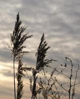 Golden reeds sway in the wind against sunset sky. Abstract natural background. Pattern with neutral colors. Minimal, stylish, trend concept. Golden sedge grass, dry reed, reed layer, reed seeds. photo
