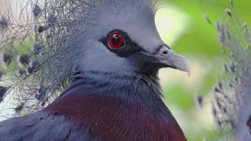 bellissimo uccelli vivere nel il naturale foresta video