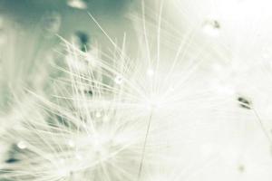 dandelion seeds with drops of water on a blue background close-up photo