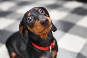 Portrait of sweet little baby black Dachshund photo