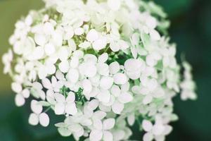white hydrangea flower with copy space on a green leaves background in the garden photo