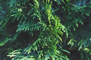 a thuja close up. the thuja branch background photo