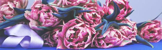 purple flower tulips on blue background with copy space. banner photo