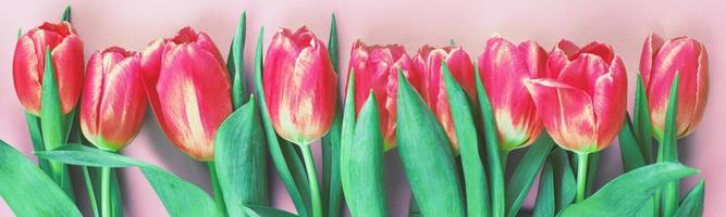 Pink fresh flowers tulips background with copy space. Romantic composition. Flat lay, top view. banner photo