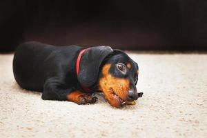 retrato de un lindo perro salchicha con un sabroso bocadillo seco en los dientes. Golosinas para perros para cepillarse los dientes. foto