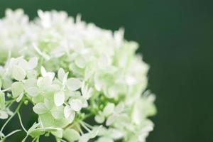 white hydrangea flower with copy space on a green leaves background in the garden photo