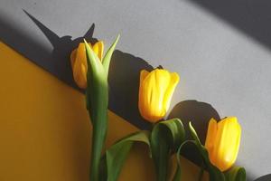 Yellow tulips on a yellow and gray background in a hard light. View from above. photo