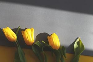 tulipanes amarillos sobre un fondo amarillo y gris con una luz dura. vista desde arriba. foto