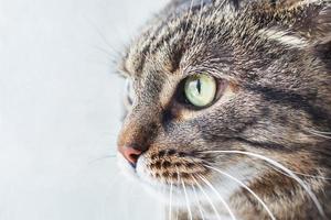 retrato de un gato gris cerca mirando por la ventana. copie el espacio foto