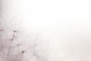 dandelion seeds on a blue background with copy space close-up photo