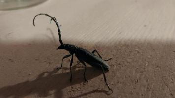 ein Käfer mit einem großen Schnurrbart kriecht durch den Wald video