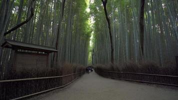 2019-11-23 Kyoto, Japan. Tourists at the Arashiyama Bamboo Grove, which is a natural forest of bamboo in the Kyoto area of Japan. Arashiyama Bamboo Grove is a popular tourist spot in Kyoto. video