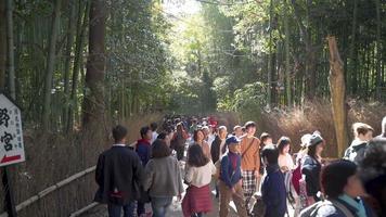 2019-11-23 Kyoto, Japan. Tourists at the Arashiyama Bamboo Grove, which is a natural forest of bamboo in the Kyoto area of Japan. Arashiyama Bamboo Grove is a popular tourist spot in Kyoto. video