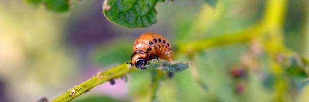 Colorado potato beetle larvae eat leaf of young potato photo